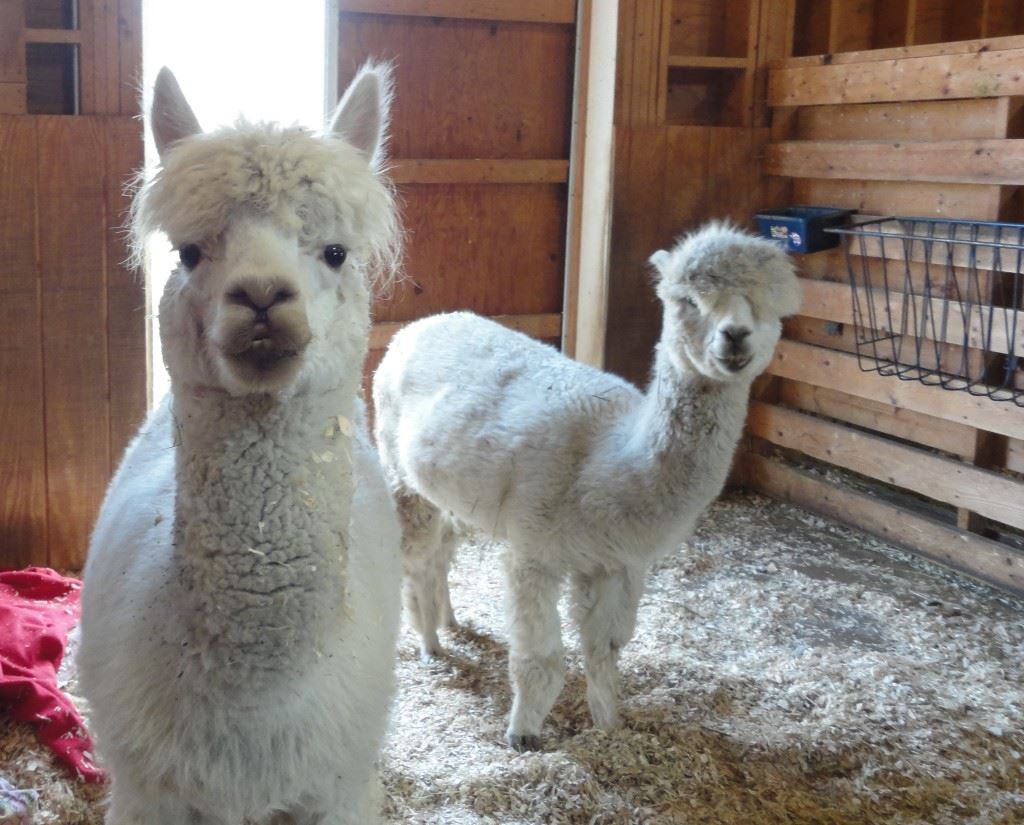 Percy and Rudy Alpacs